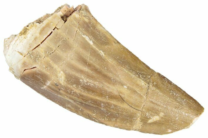 Fossil Mosasaur (Mosasaurus) Tooth - Morocco #286311